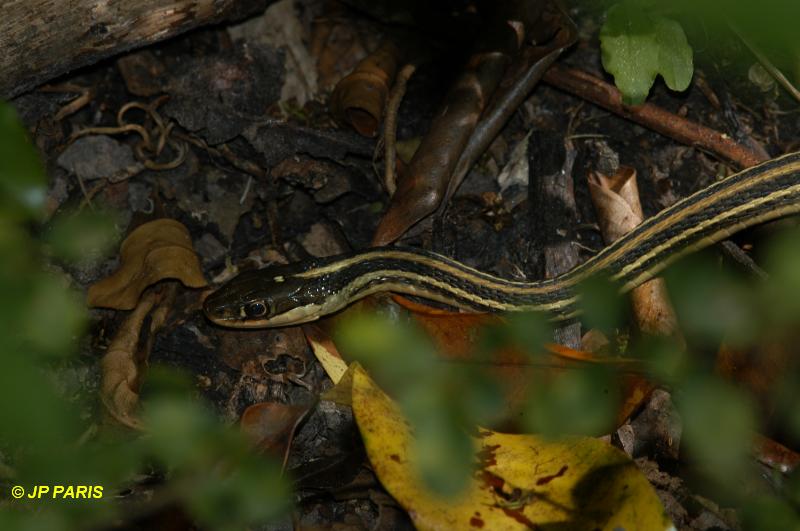 Serpents d'Amérique